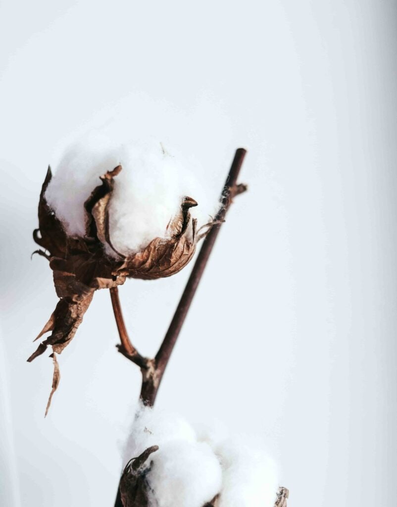 Baumwollzweig